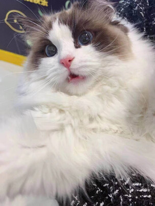 猫爬架