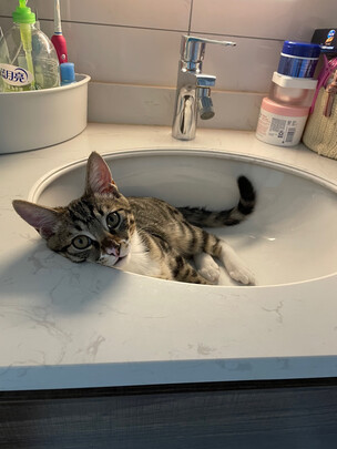 膨润土猫砂