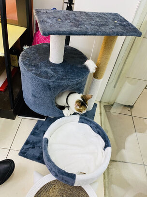 猫爬架