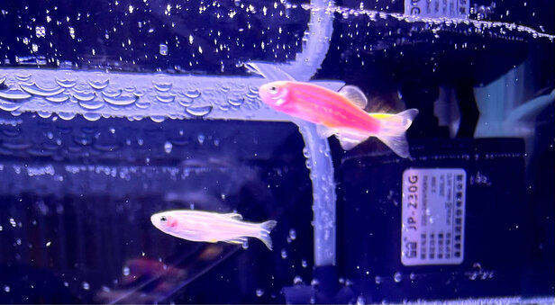 桌面鱼缸