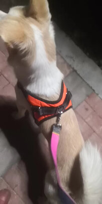 狗绳