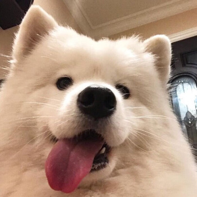 豆腐猫砂