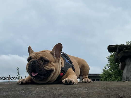 狗狗雨衣