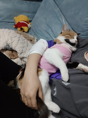 猫咪手术服