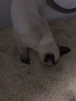 膨润土猫砂