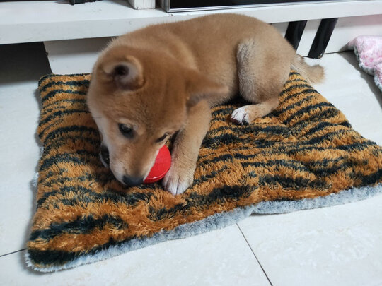 狗狗玩具