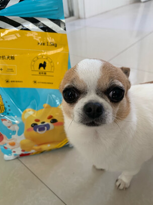 狗粮