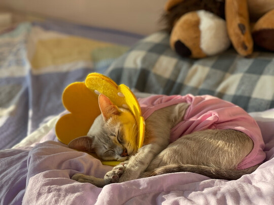 猫咪手术服