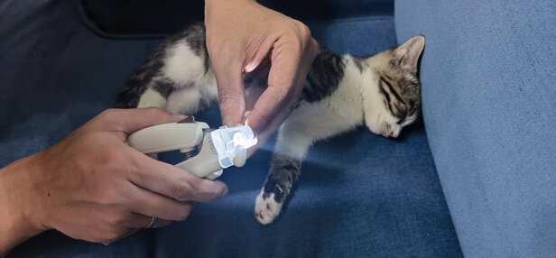 猫咪指甲剪