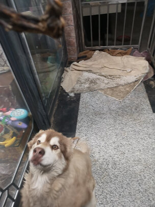 狗狗磨牙棒