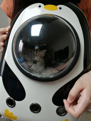 猫包