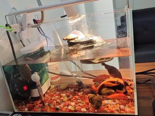 桌面鱼缸