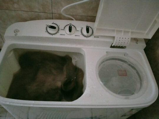 波轮洗衣机|澳柯玛XPB80-2118S波轮洗衣机好吗？图文评测曝光