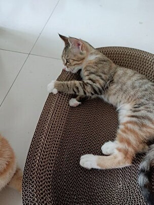 猫项圈