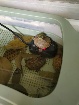 鱼缸加热棒