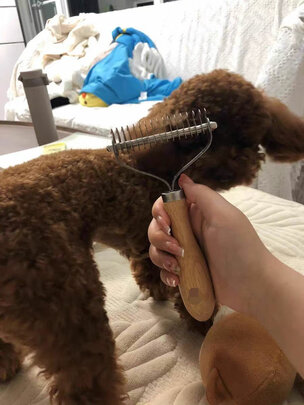 猫狗梳子