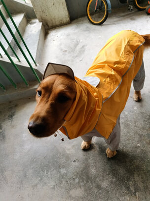 狗狗雨衣