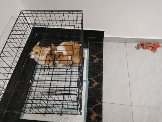  狗笼