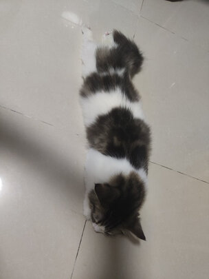 猫粮罐头
