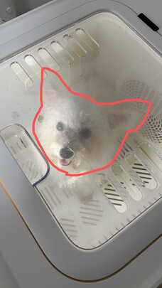  宠物烘干箱