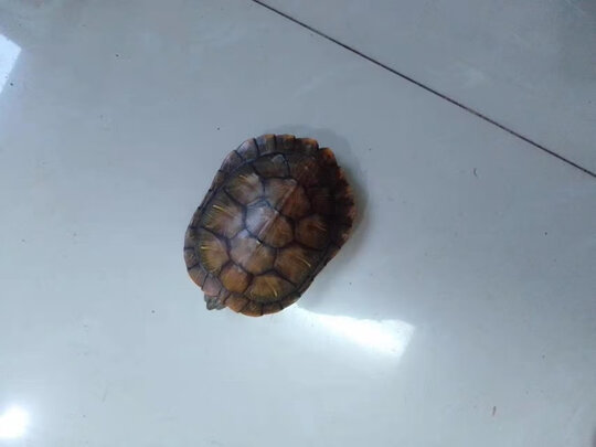 乌龟缸