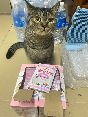 猫粮罐头
