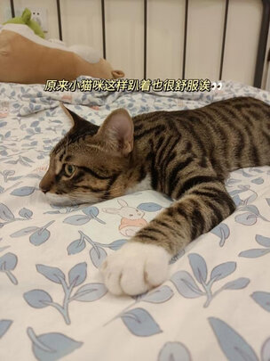 宠物除臭剂