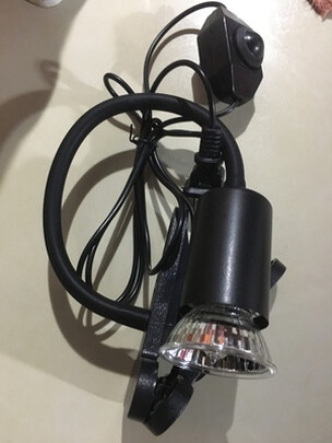 乌龟晒背灯泡