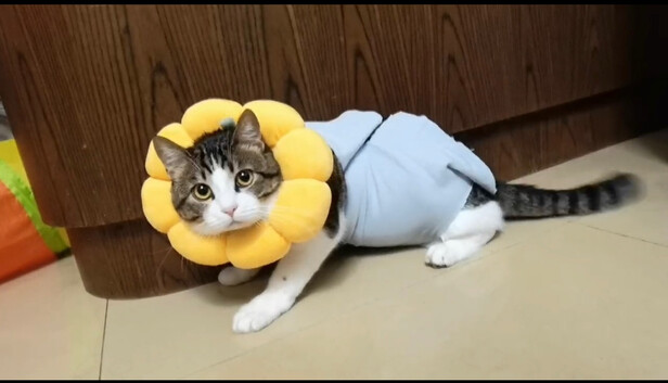 猫咪手术服