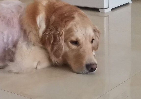 狗粮
