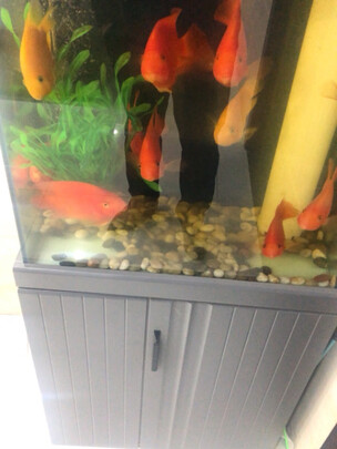 鱼缸加热棒