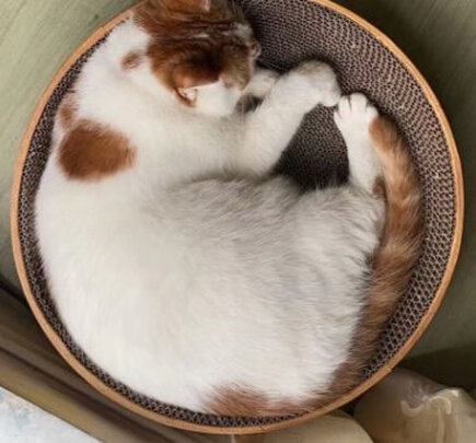 猫窝