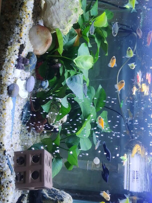 鱼缸水草灯