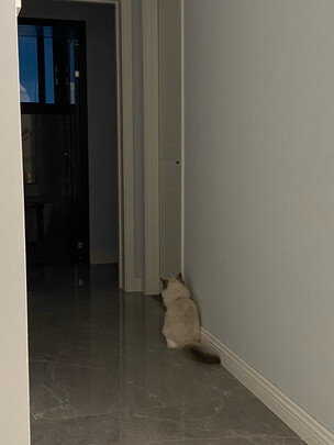 猫砂铲