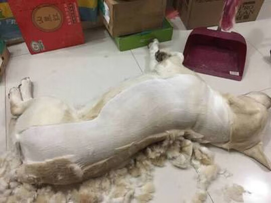 宠物电推剪