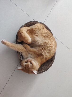 猫抓板
