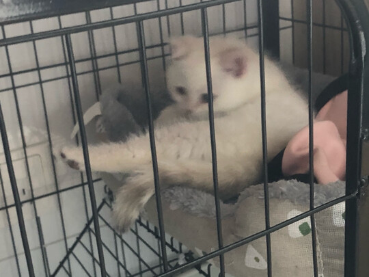  猫笼