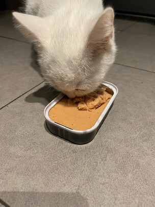 猫粮罐头