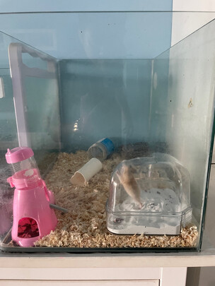 仓鼠浴沙