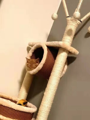 猫爬架