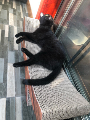 猫抓板