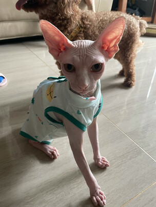 猫咪手术服