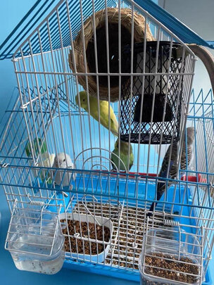 鸟笼