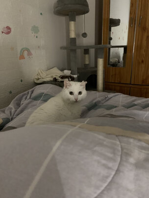 猫爬架