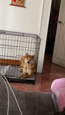 狗笼