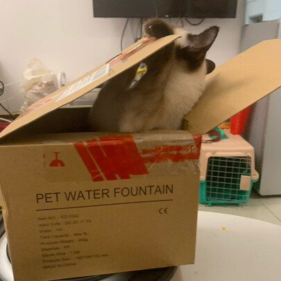 宠物饮水机