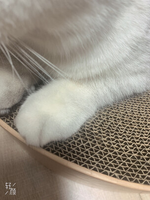 猫窝