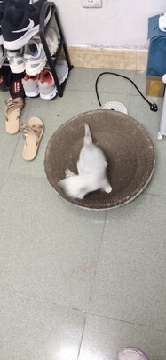 猫窝