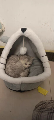猫窝