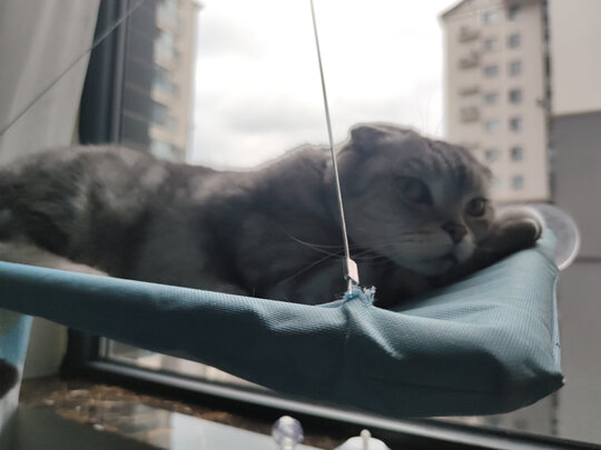 猫粮